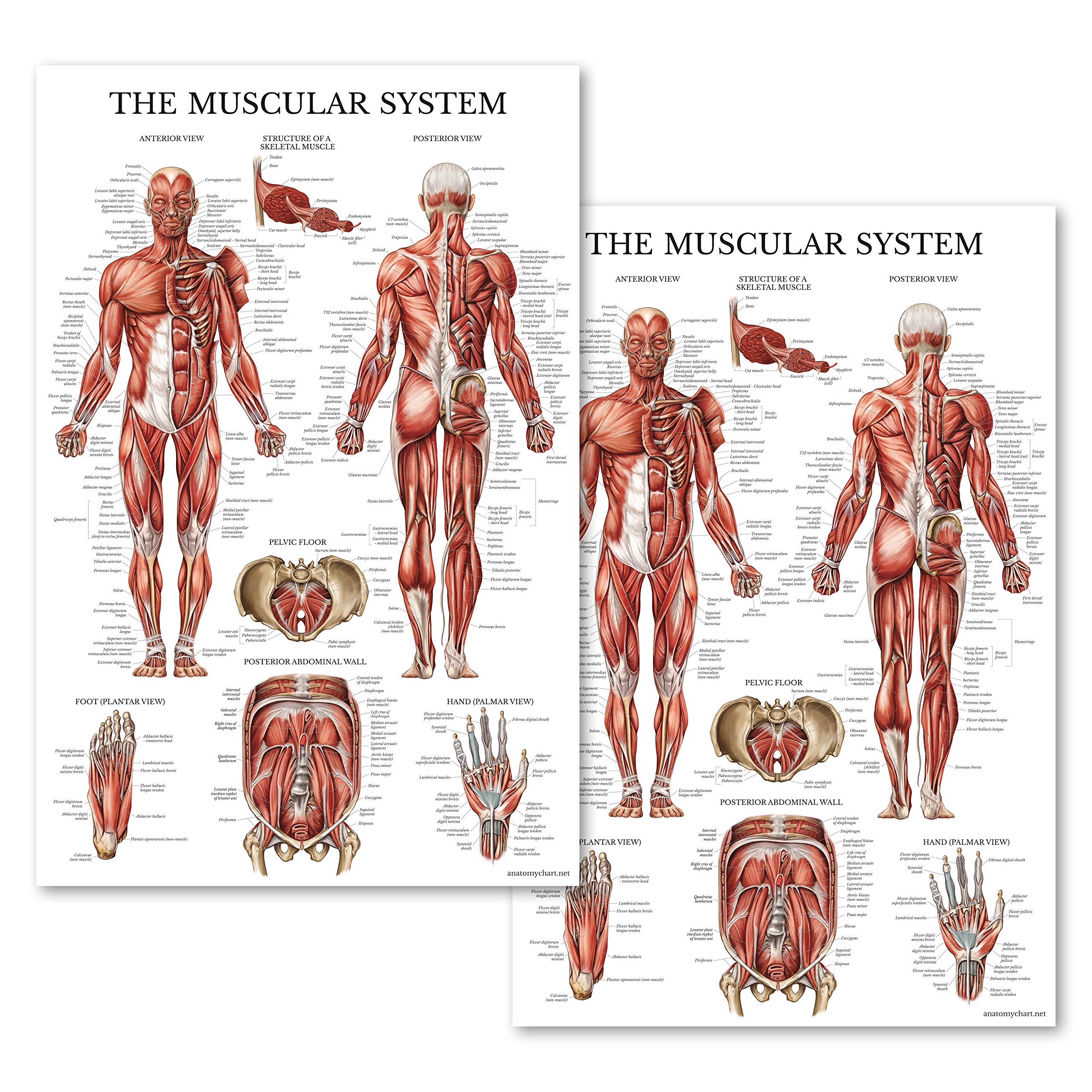 The Muscular System 人体筋肉系統図　　2面立て掛け Amazon.co.jp: 2つの筋肉系の解剖学的ポスター - ラミネート - 筋肉